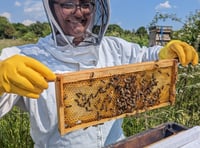 New Hive Helpers clubs and courses launched for bee lovers of all ages