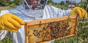 New Hive Helpers clubs and courses launched for bee lovers of all ages
