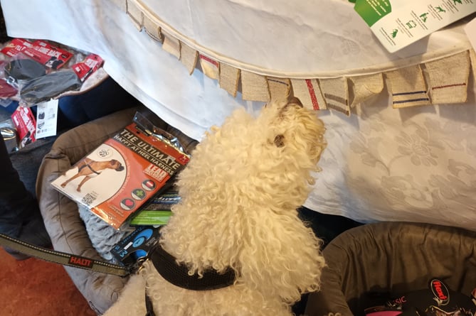 A dog browses the merchandise available.