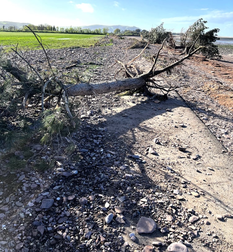 A fallen tree blocks part of the Steam Coast Trail.