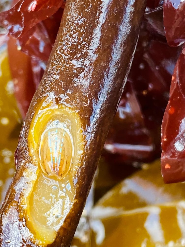 A Blue Rayed Limpet on a kelp stalk. (Picture: Claire Lower)