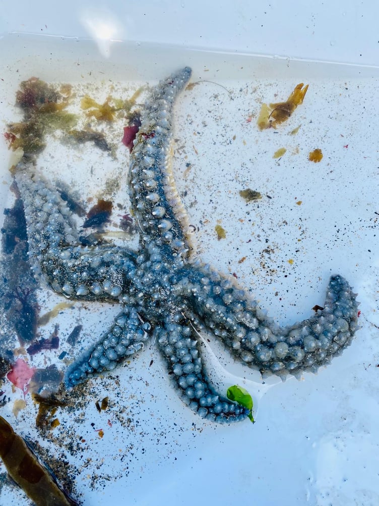 A spiny starfish (Picture: Claire Lower)
