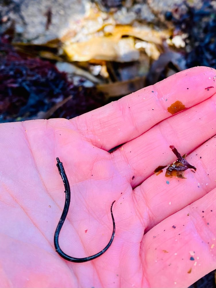 A worm pipe fish. (Picture: Claire Lower)