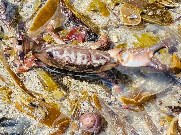 A Montagu's Crab giving volunteers a warning signal to back off. (Picture: Claire Lower)