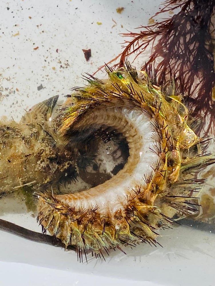 A Sea Mouse. (Picture: Claire Lower)