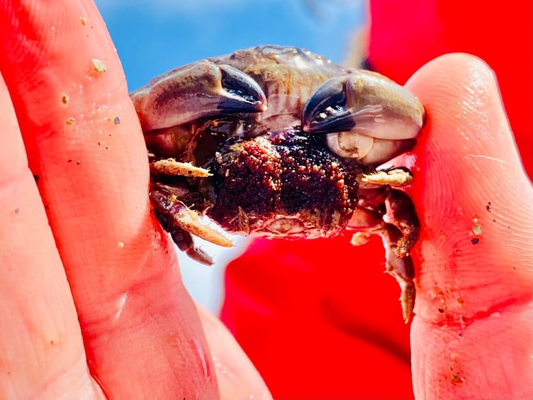 A Berried Juvenile Brown Crab. (Picture: Claire Lower)
