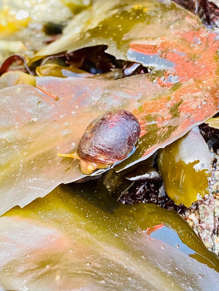 A Flat Periwinkle on the move. (Picture: Claire Lower)