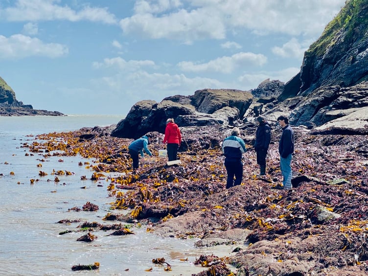 The volunteers out and about within the kelp. (Picture: Claire Lower)
