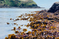 Array of marine life found during low spring tide