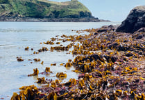 Array of marine life found during low spring tide