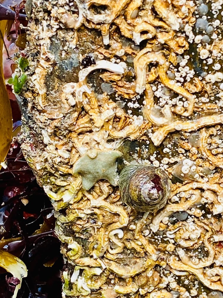 A Cushion starfish nestled amongst the keel worms. (Picture: Claire Lower)