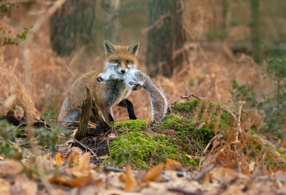 <p>A local fox captures its prey while out hunting.</p>