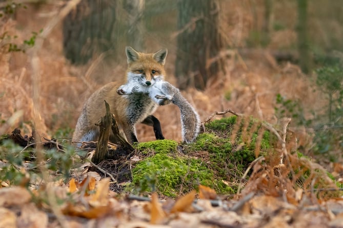 A local fox captures its prey while out hunting.