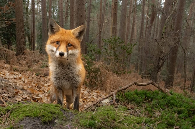 The fox with the quizzical face checks out the camera. 