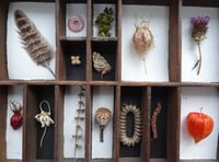 Exhibition of the natural world at Gilbert White's House and Gardens