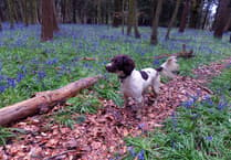 Make the most of the magnificent bluebell season at my two favourite woods in Surrey