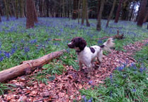 Out and About: Make the most of the magnificent bluebell season