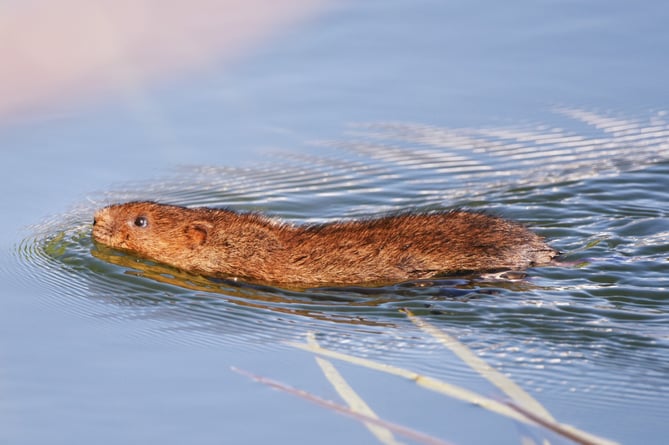 Water vole swimming