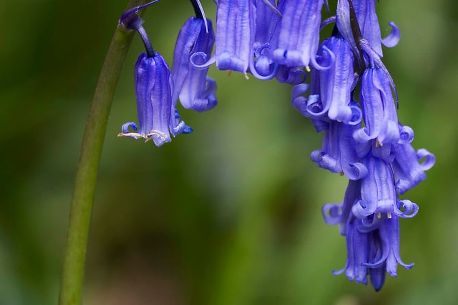 Hyacinthoides non-scripta, the common bluebell, is associated with ancient woodland where it produces carpets of violet–blue flowers in 'bluebell woods'