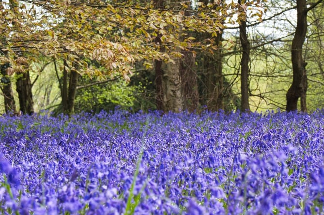 A stunning carpet of bluebells has emerged at Winkworth Arboretum south of Godalming