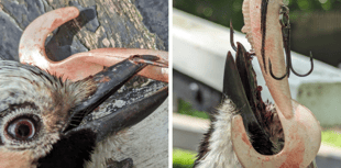 VIDEO: RSPCA rescue bird found hanging from tree by fishing hook