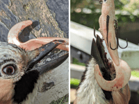 VIDEO: RSPCA rescue bird found hanging from tree by fishing hook