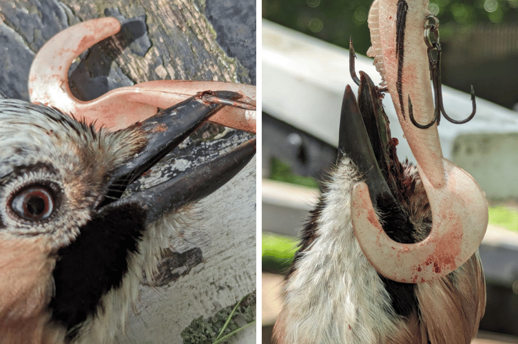 The jay was spotted hanging from the tree over the Basingstoke canal in Woking on Friday, April 12