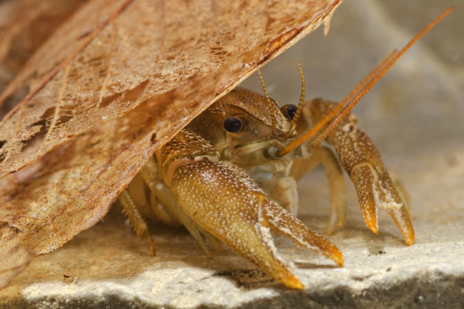 European freshwater crayfish (Austropotamobius pallipes). Portrait under a leaf. Liguria. Italy.