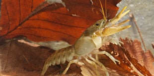 Zoo launches £20,000 appeal to save Hampshire's white-clawed crayfish