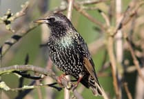 National survey reveals bird most spotted in UK's gardens – and it's not a pigeon!