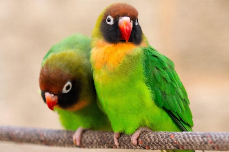 Love Birds at Birdworld