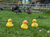 Great Farnham Duck Race returns at Gostrey Meadow this weekend