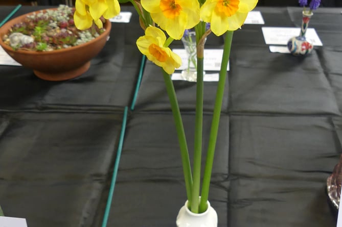 Frensham and Dockenfield Horticultural Society spring show 2024
