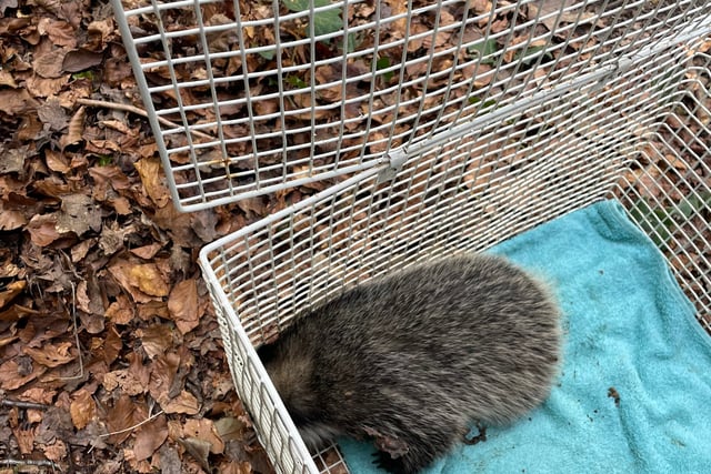 Young badger freed after being stuck in electricity substation 