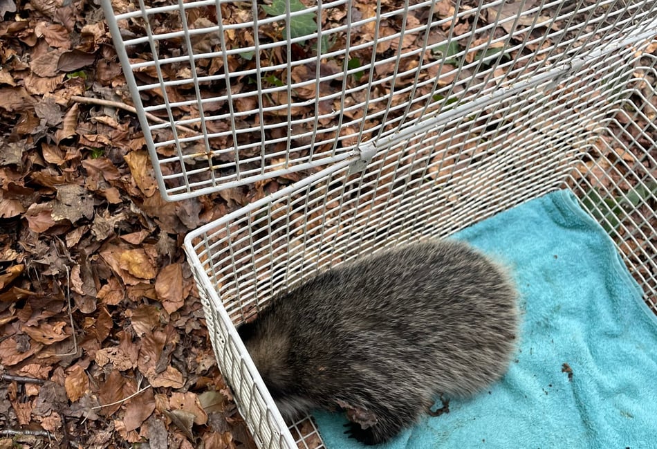 <p>The young badger after being rescued</p>