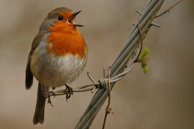 Out and About: The beauty of birdsong is worth an early start
