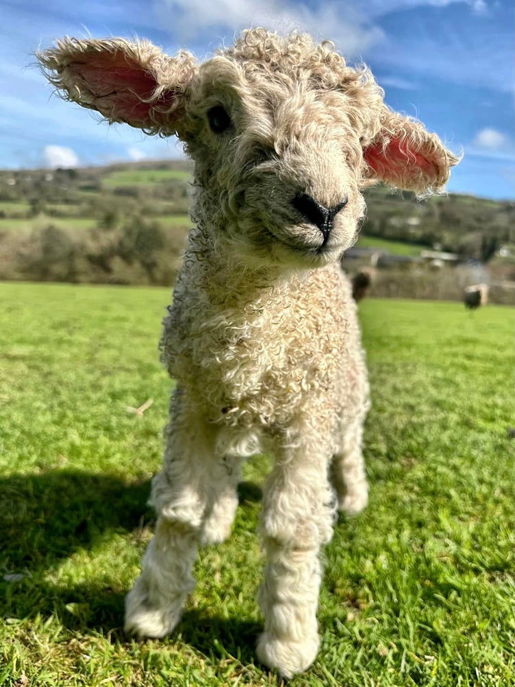 Stephen Keighley has shared photographs of the latest arrivals to his flock