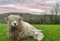 Springtime joy as new arrival helps bolster rare breed numbers