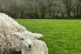 Springtime joy as new arrival helps bolster rare breed numbers