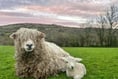 Springtime joy as new arrival helps bolster rare breed numbers