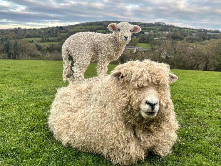Stephen Keighley has shared photographs of the latest arrivals to his flock