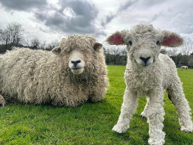 Stephen Keighley has shared photographs of the latest arrivals to his flock