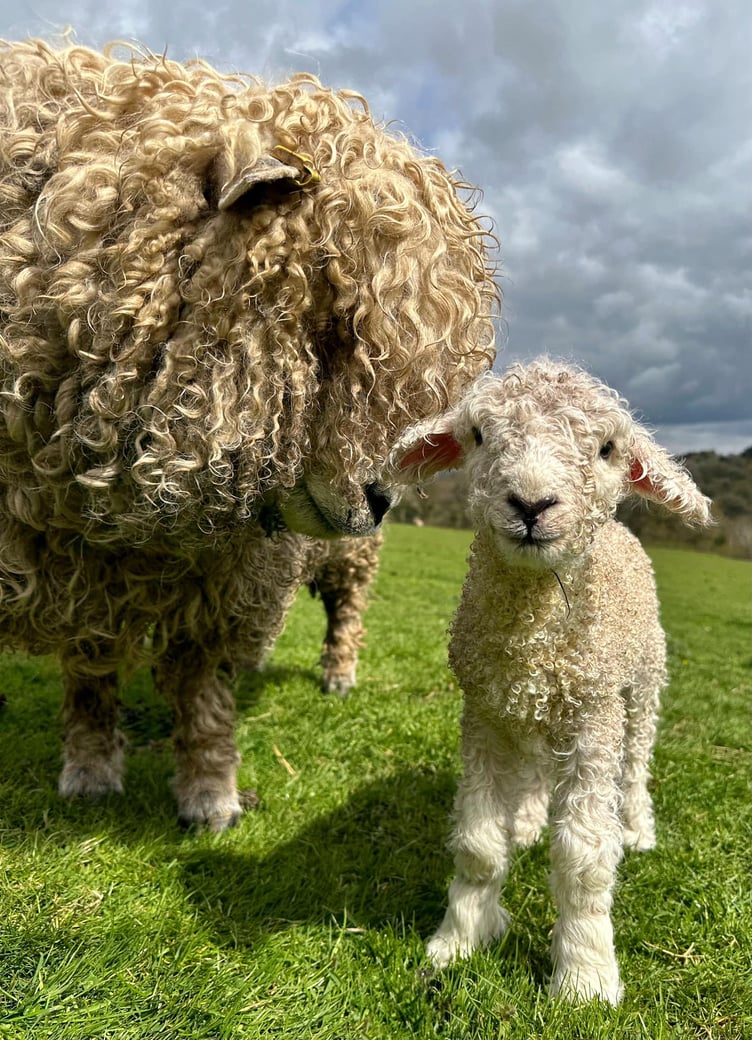 Stephen Keighley has shared photographs of the latest arrivals to his flock