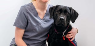 Vet saves trainee hero puppy Warrior after swallowing button battery