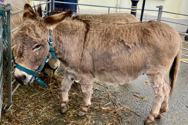 Donkeys from Mill Cottage Farm Experience (Michelle Monaghan)