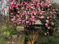Blooming garden open for viewing