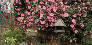 Blooming garden open for viewing