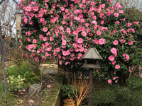 Blooming garden open for viewing