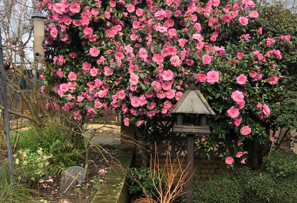 <p>Flowers are blooming at Timbercroft Close in Four Marks </p>