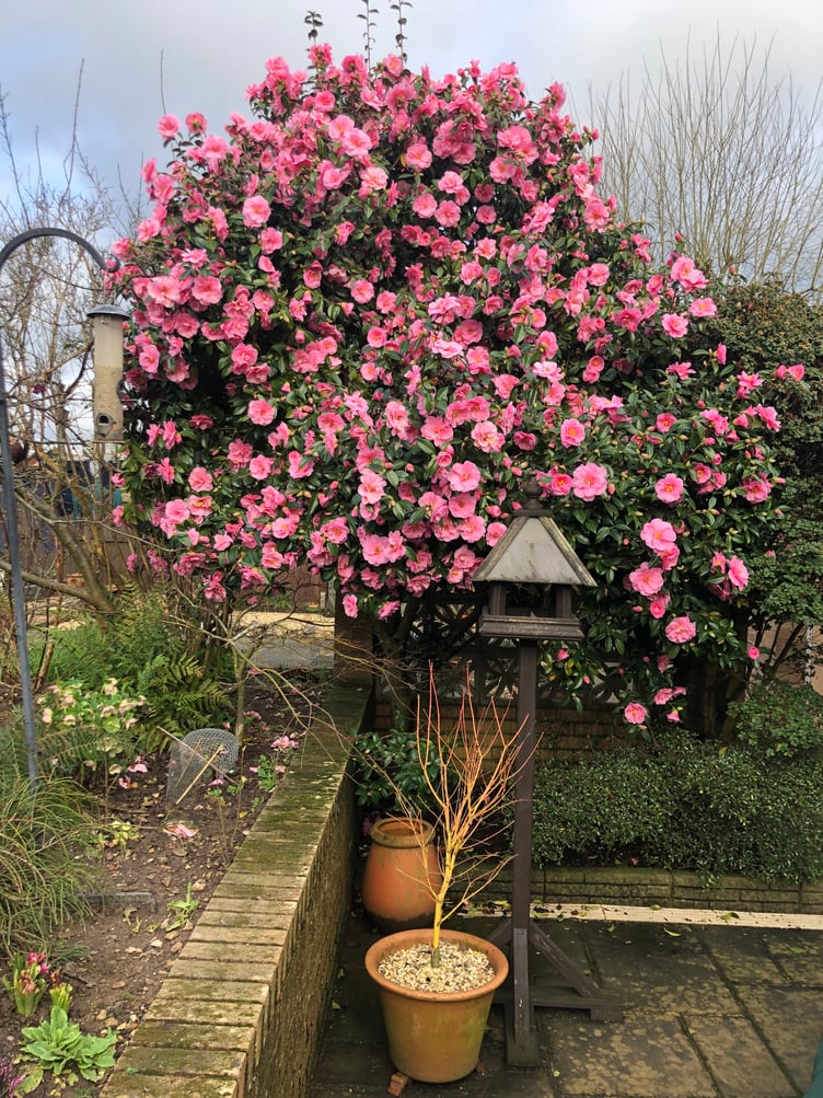 Garden at 3 Timbercroft Close, Four Marks, May 2024.